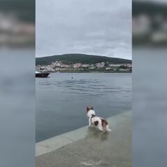 Historia increíble de película: el perro que va todos los días a la orilla para saludar a este amigo acuático