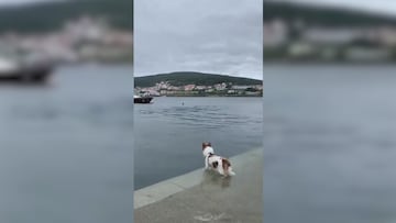 Historia increíble de película: el perro que va todos los días a la orilla para saludar a este amigo acuático
