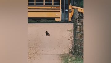 Heartwarming reunion: loyal puppy delights young girl at school bus stop daily