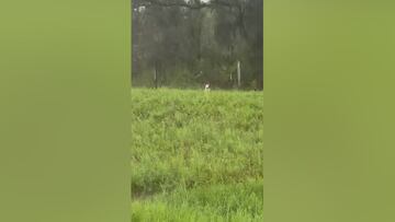 All the most incredible footage of Hurricane Milton as it hits Florida