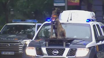 La presentación de los guías caninos ante el palco real: lo más viral del desfile