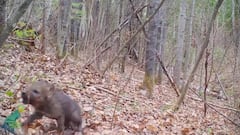 Una cámara ‘infiltrada’ graba a un lobezno de solo 4 semanas: lo que hace arrasa en internet