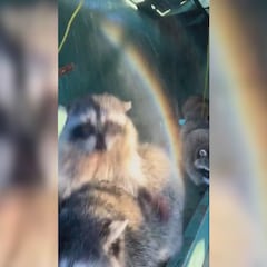 La secuencia es enternecedora: vean a estos mapaches con el arcoiris que forma una fuente