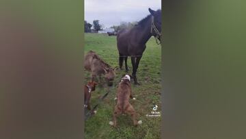 Electric fence fiasco: dog’s shock meets donkey’s delight