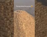 Vídeo: Perro escala y llega a la cima de la Gran Pirámide de Giza