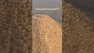 Vídeo: Perro escala y llega a la cima de la Gran Pirámide de Giza