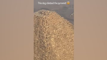 ¡Pero cómo ha llegado hasta ahí!: un perro sube a las pirámides de giza y las redes alucinan