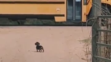 El momento de un perro con su dueña cuando vuelve del colegio: no puede ser más emotivo