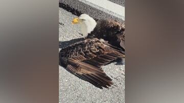Man rescues bald eagle on highway, names it after NFL star, films in car.