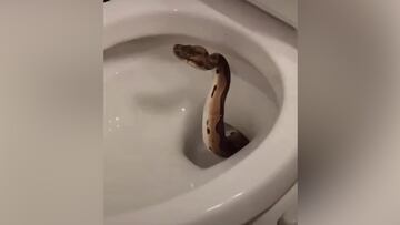 Un hombre abre la taza del baño y se encuentra esto: en redes hay pánico absoluto