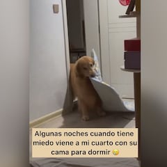 Un perro se hace viral por lo que hace cuando tiene pesadillas: es muy enternecedor