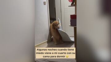 Un perro se hace viral por lo que hace cuando tiene pesadillas: es muy enternecedor