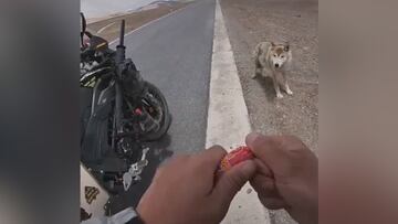 Un hombre se encuentra a un lobo hambriento en medio de la nada: de esos vídeos que emocionan
