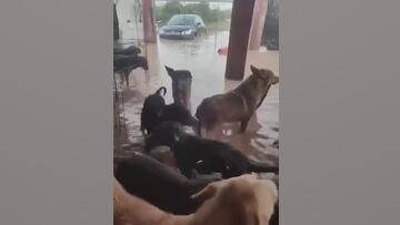 Encoge el corazón ver a estos perros en situación tan crítica: la crueldad de la DANA se ceba con este refugio de Valencia
