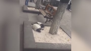 Un hombre se reencuentra con su perro tres años después de haberlo perdido: deben ver la reacción del animal