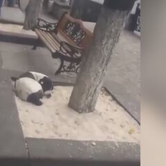 Man reunites with lost dog after three years: you have to see the dog’s heartwarming reaction