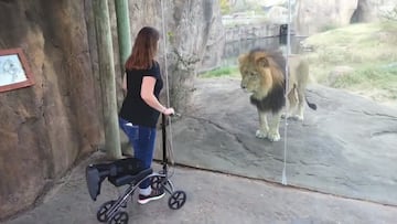 La increíble reacción de este león cuando ve una mujer a la que le falta una pierna