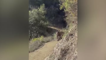 Una mujer se encuentra con un oso pardo en medio de su ruta: el final es aterrador