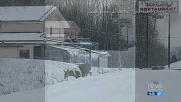 Captan a un ciervo cruzando una carretera con una chaqueta reflectante puesta