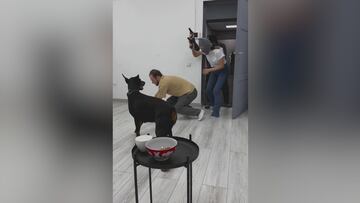 Un hombre finge un atraco delante de su perro: el resultado deben verlo