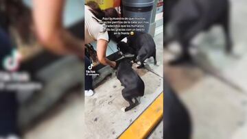 Video: Con beso en la frente, perrito de la calle agradece por comida