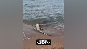 La naturaleza en su estado más salvaje: un tiburón se come un cocodrilo entero en 20″