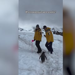 Un pingüino educado se espera a que dos humanos se aparten del sendero para continuar su camino