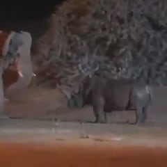 Un elefante y un rinoceronte se pelean y uno de los dos ‘sale por patas’: vean quién gana
