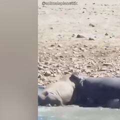 Un rinoceronte y un hipopótamo se enfrentan a vida o muerte: muchos fallarán en su pronóstico