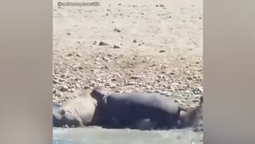 Un rinoceronte y un hipopótamo se enfrentan a vida o muerte: muchos fallarán en su pronóstico