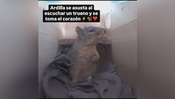 Una cámara capta la reacción de una ardilla al despertarse por un trueno: viral al instante