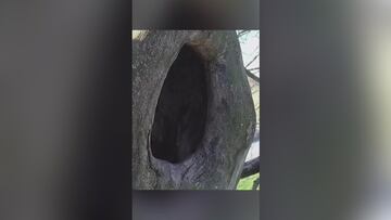 Águila vs cuervo: la venganza animal como nunca antes se ha visto