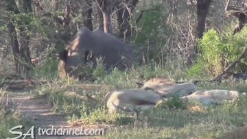Un rinoceronte se enfrenta a un león: ni en 100 años adivinarían el resultado