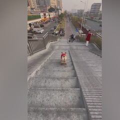 El perro de las 100 millones de visitas: su talento merece todas y cada una de ellas