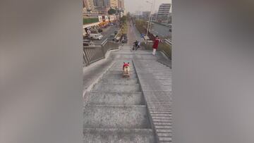 El perro de las 100 millones de visitas: su talento merece todas y cada una de ellas