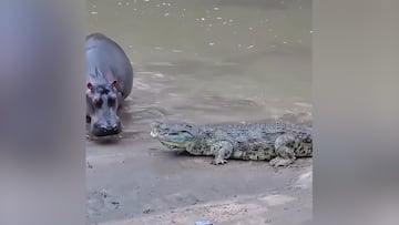 Un hipopótamo y un cocodrilo se enfrentan a vida o muerte: hay un claro vencedor