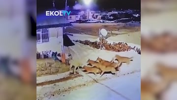 Un perro pastor se pelea con 6 lobos a la vez y el resultado no lo acertarán ni en 100 intentos