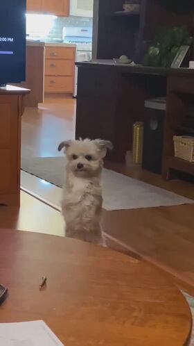 El perro que aprendió a andar sólo con las patas traseras tras amputarle las otra dos: ¡Es conmovedor!