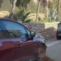 La reacción de un perro al ver a su compañero volver en el coche: muy emotivo
