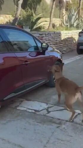 La reacción de un perro al ver a su compañero volver en el coche: muy emotivo