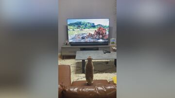 Adorable meerkat enthralled by Disney’s Lion King: Timon’s priceless reaction goes viral!