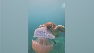 Una tortuga devora una medusa sin inmutarse: la secuencia es brutal