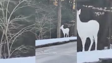 Avistan una de las especies animales más únicas del planeta: un ciervo albino