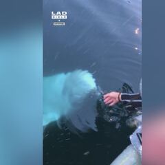 Se le cae el móvil al mar y lo que ocurre con una beluga después no lo adivinan ni en 100 intentos