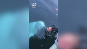 Se le cae el móvil al mar y lo que ocurre con una beluga después no lo adivinan ni en 100 intentos