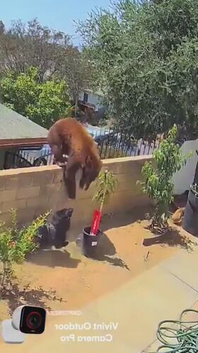 Una mujer se enfrenta a un oso para salvar a sus perros