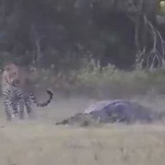 Un cocodrilo y un guepardo se enfrentan: el desenlace es de no creer