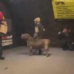 El viral vídeo de un pitbull protegiendo a un niño: emocionará hasta al menos sensible