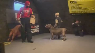 El viral vídeo de un pitbull protegiendo a un niño: emocionará hasta al menos sensible