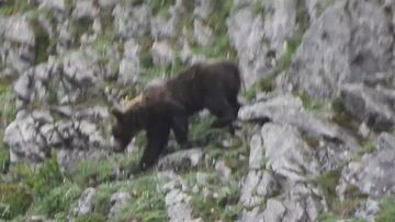 El llamativo aspecto de un oso tras despertarse de la hibernación